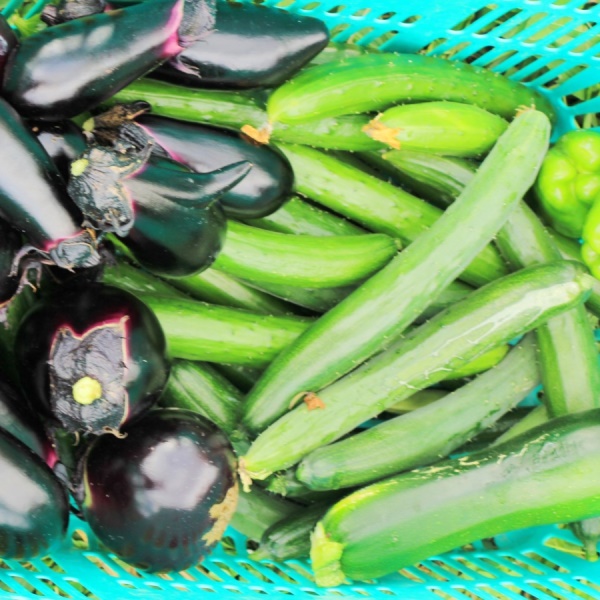 家庭菜園で収穫できた夏野菜のイメージです