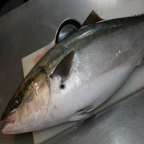 地魚料理がうまいワンちゃんの宿 伊豆高原 城ヶ崎 ワンネル 四季で味わう旬のお魚たち 楽天トラベル