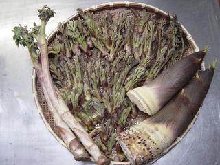 山菜(タラの芽・タケノコ・ワラビ・ウド)