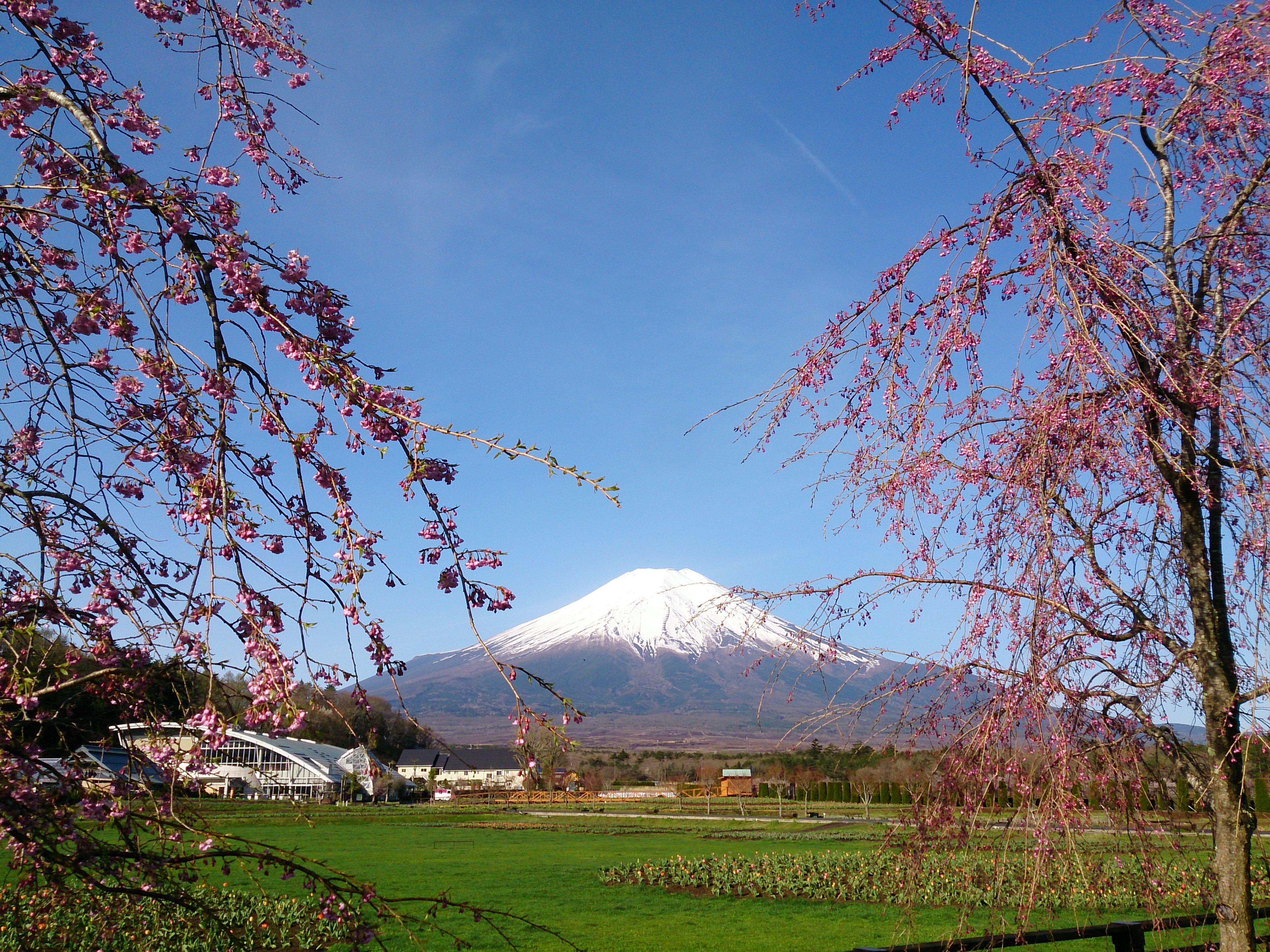 花の都公園(しだれ桜)