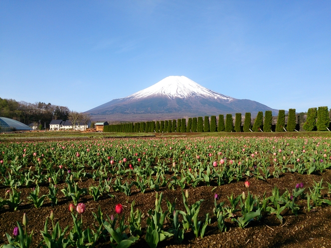 花の都公園(チューリップ)