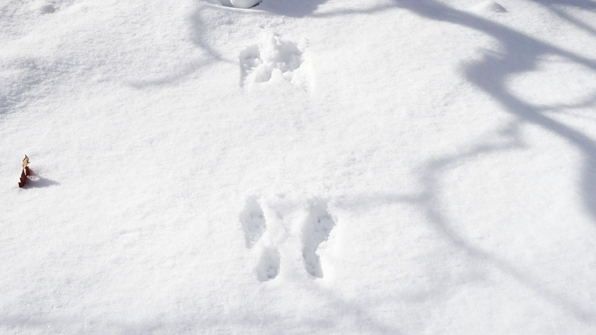 雪の上の足跡