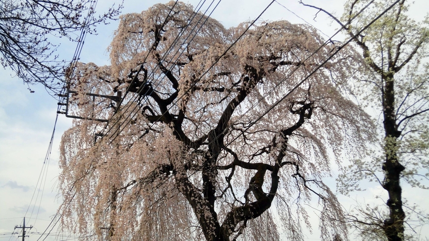 平久江家の樹齢400年の桜