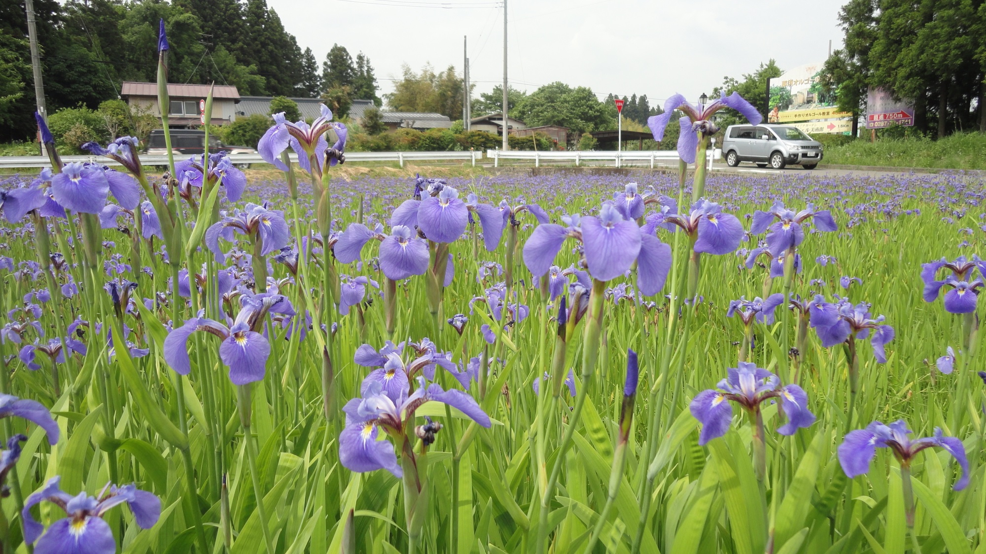 那須の一ツ樅地区に咲く那須ヒオウギアヤメ