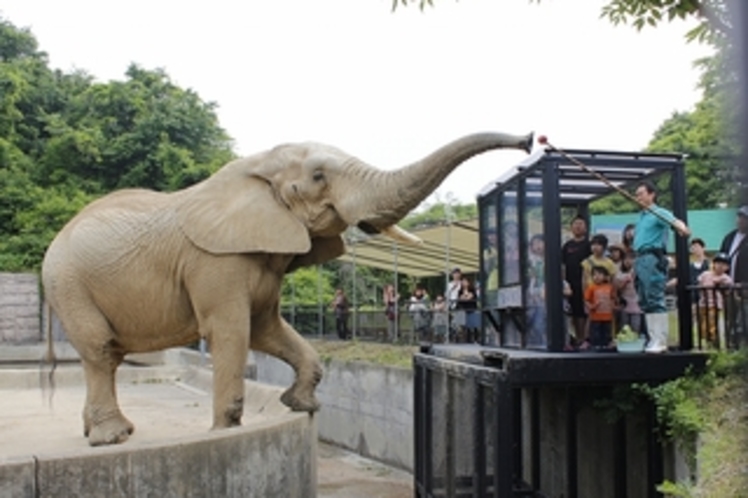 大森山動物園（アフリカ象）