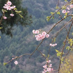 ●敷地内の桜。山を背景に