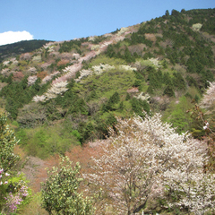 山桜