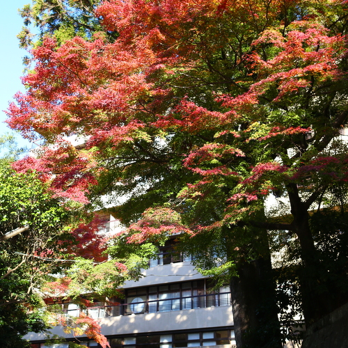 【外観】秋 見事な紅葉が皆さまをお出迎え