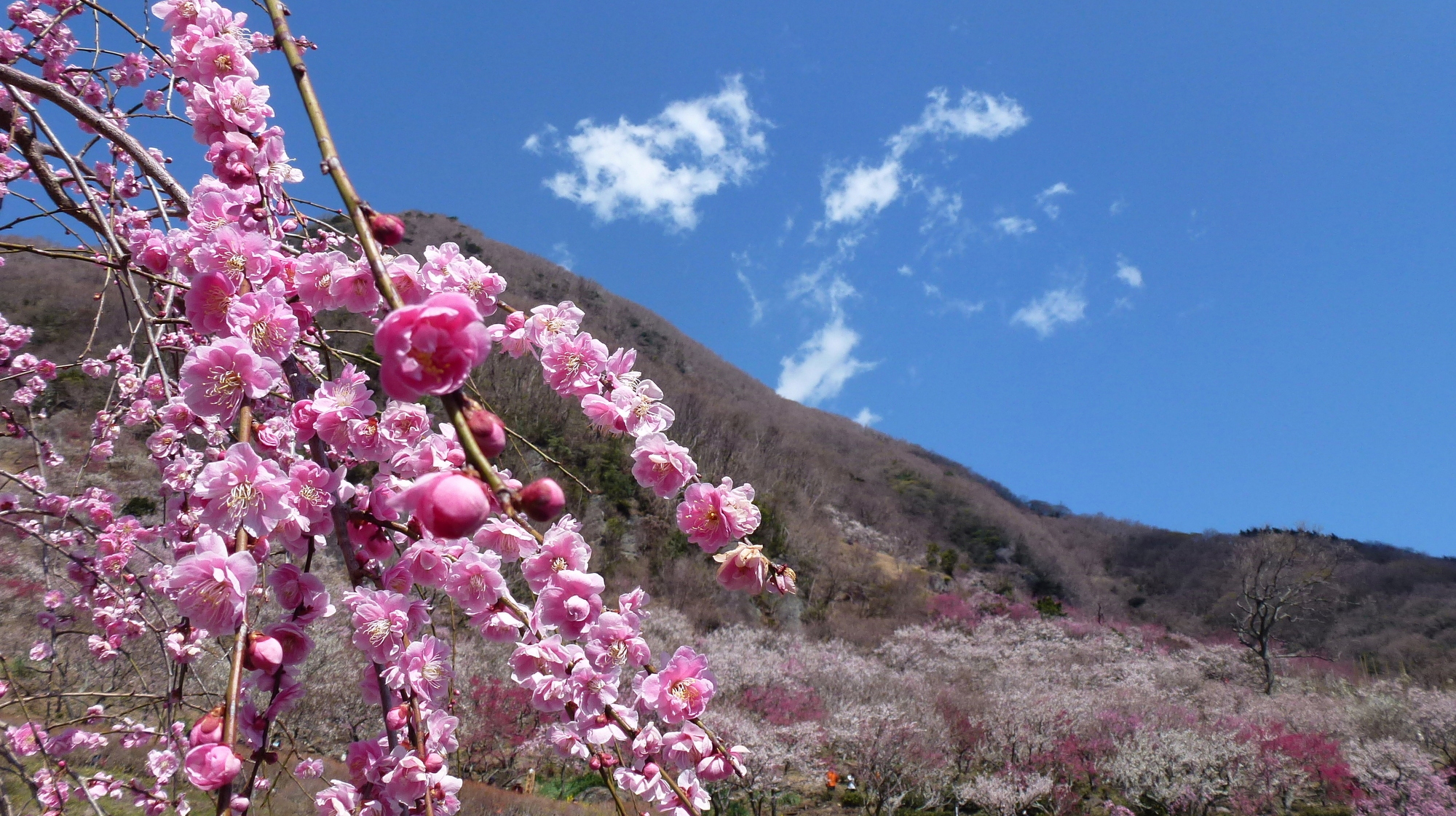 湯河原梅林 