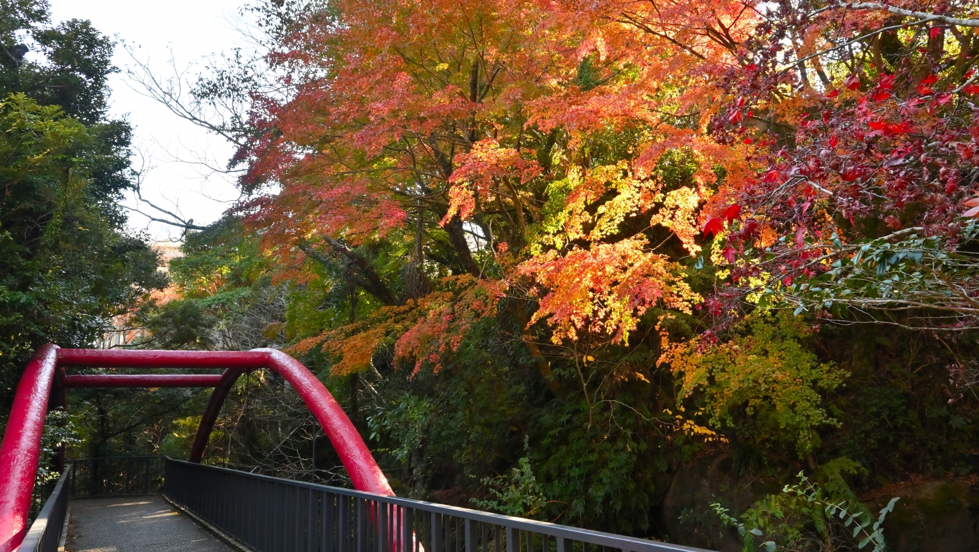 藤木川に架かる橋と紅葉