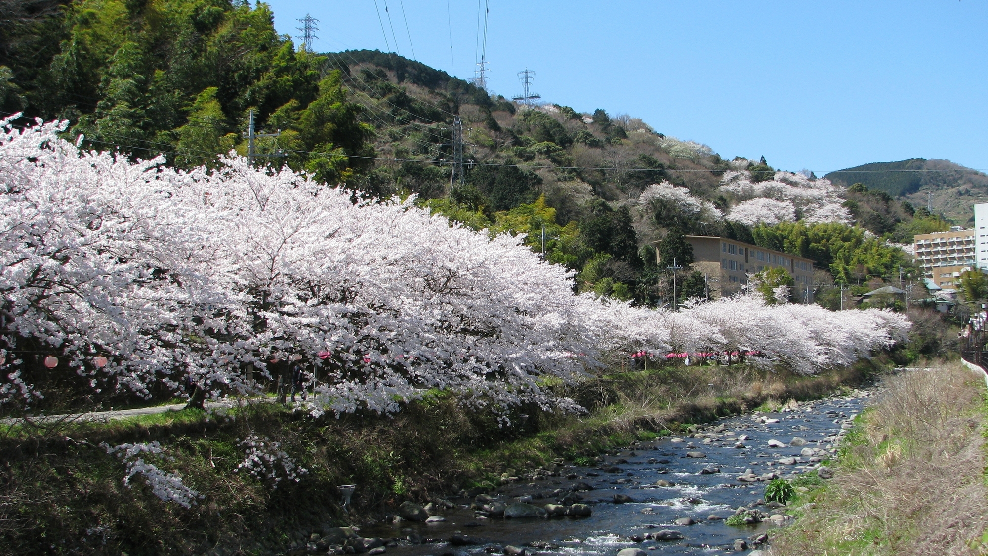 千歳川の桜