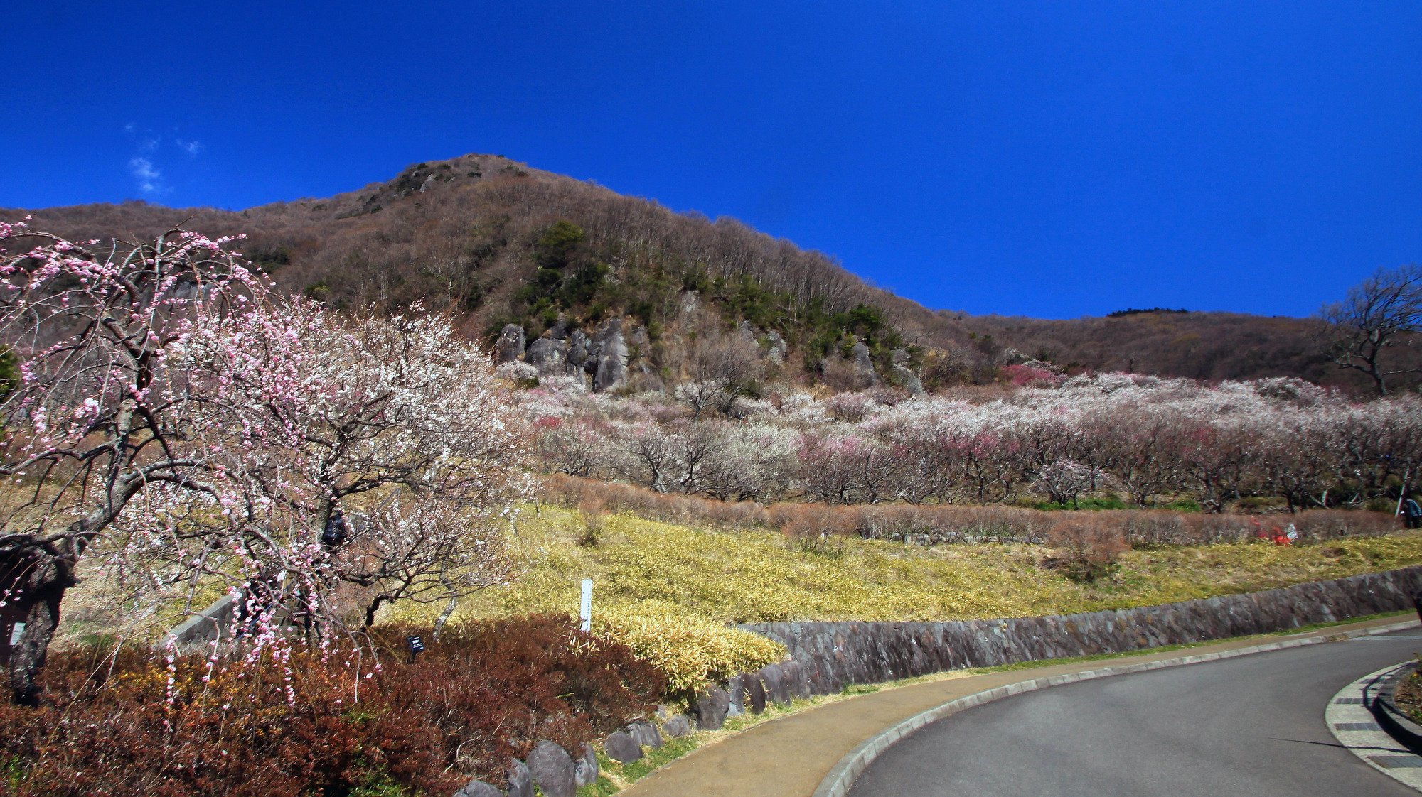湯河原梅林