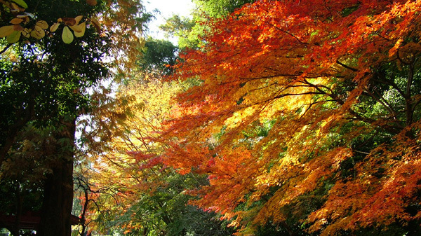 秋　紅葉