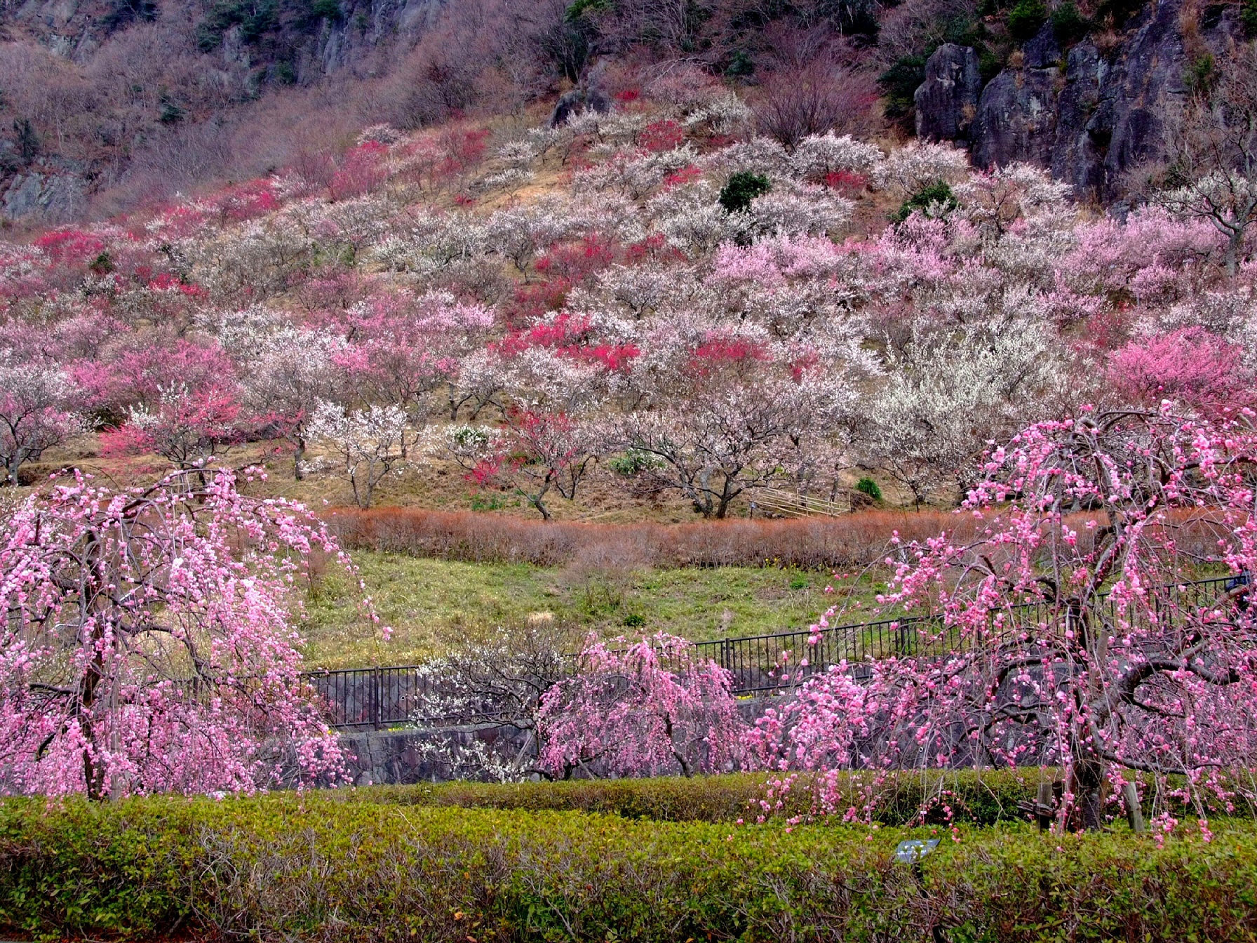 湯河原梅林　山肌