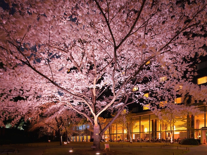 夜桜を眺めながらの日本庭園散策はいかがでしょうか。