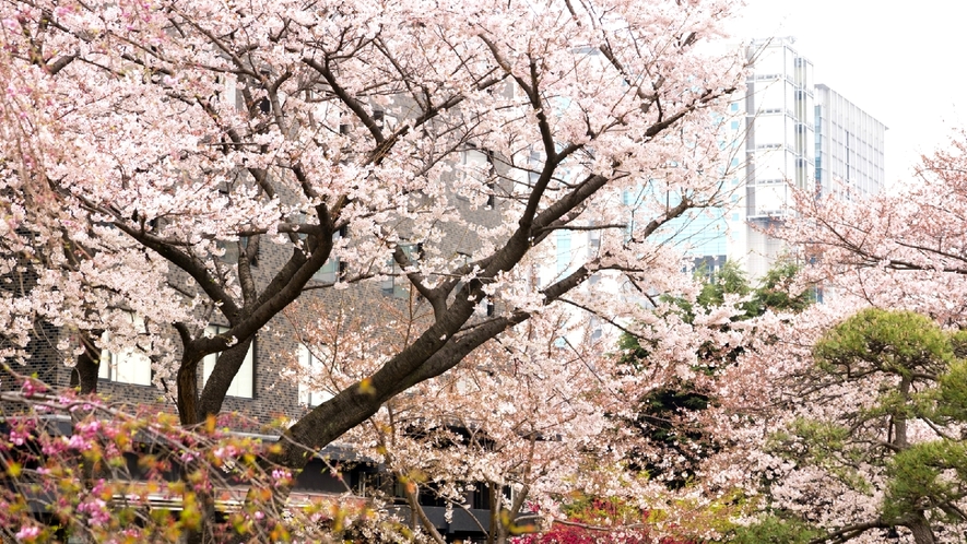 春の日本庭園