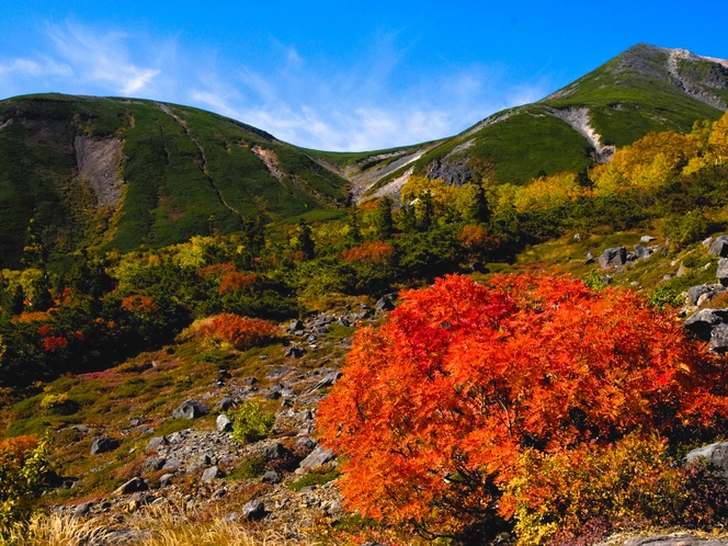 山の紅葉