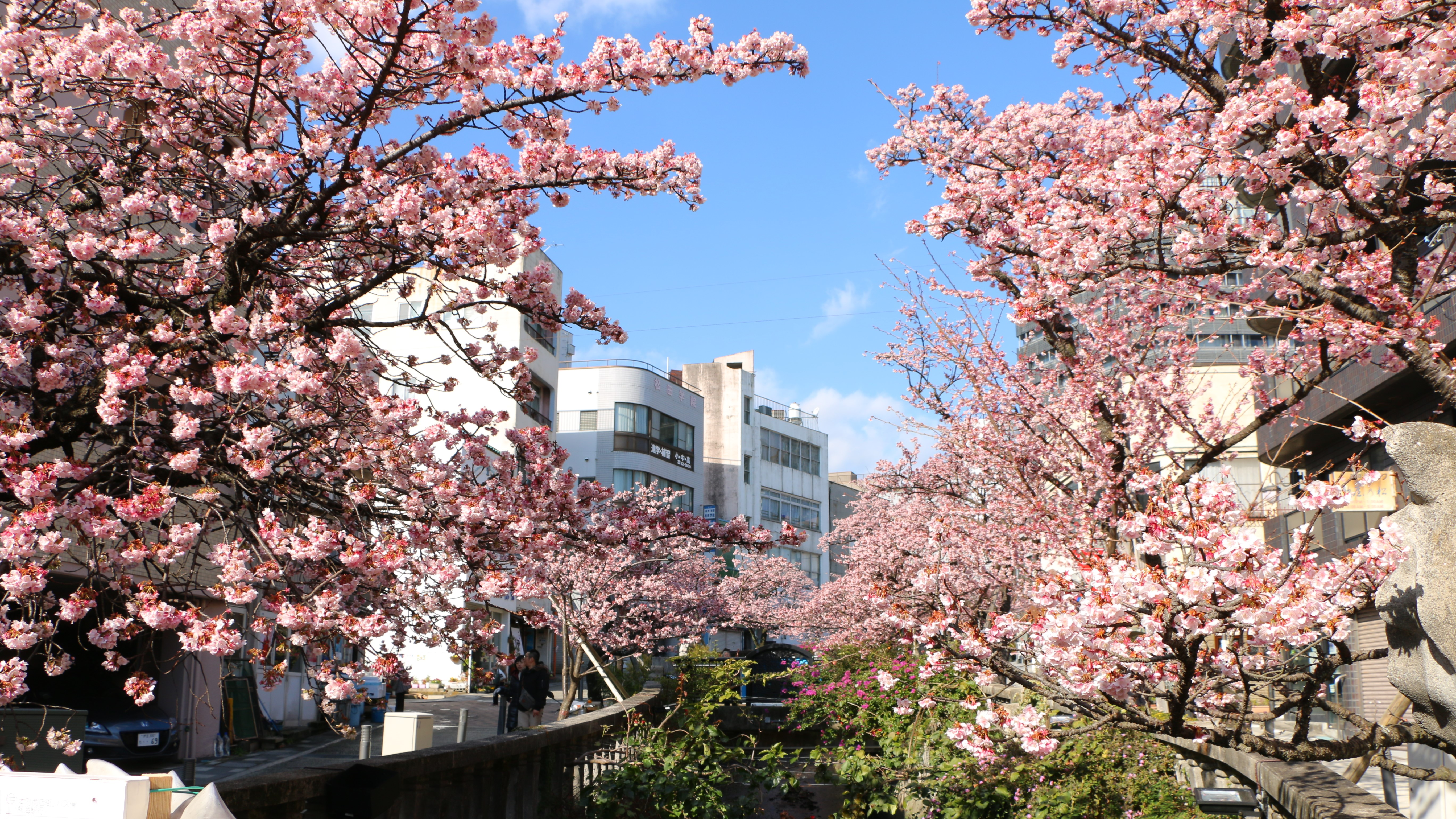 1月下旬頃開花熱海桜