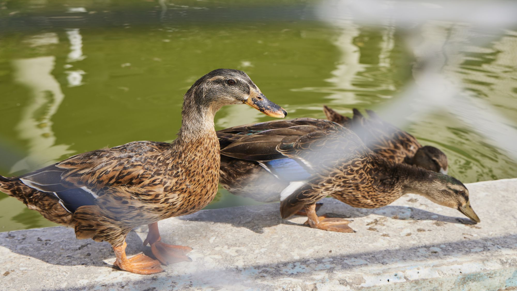 カモさんとヤギさんがお出迎え♪