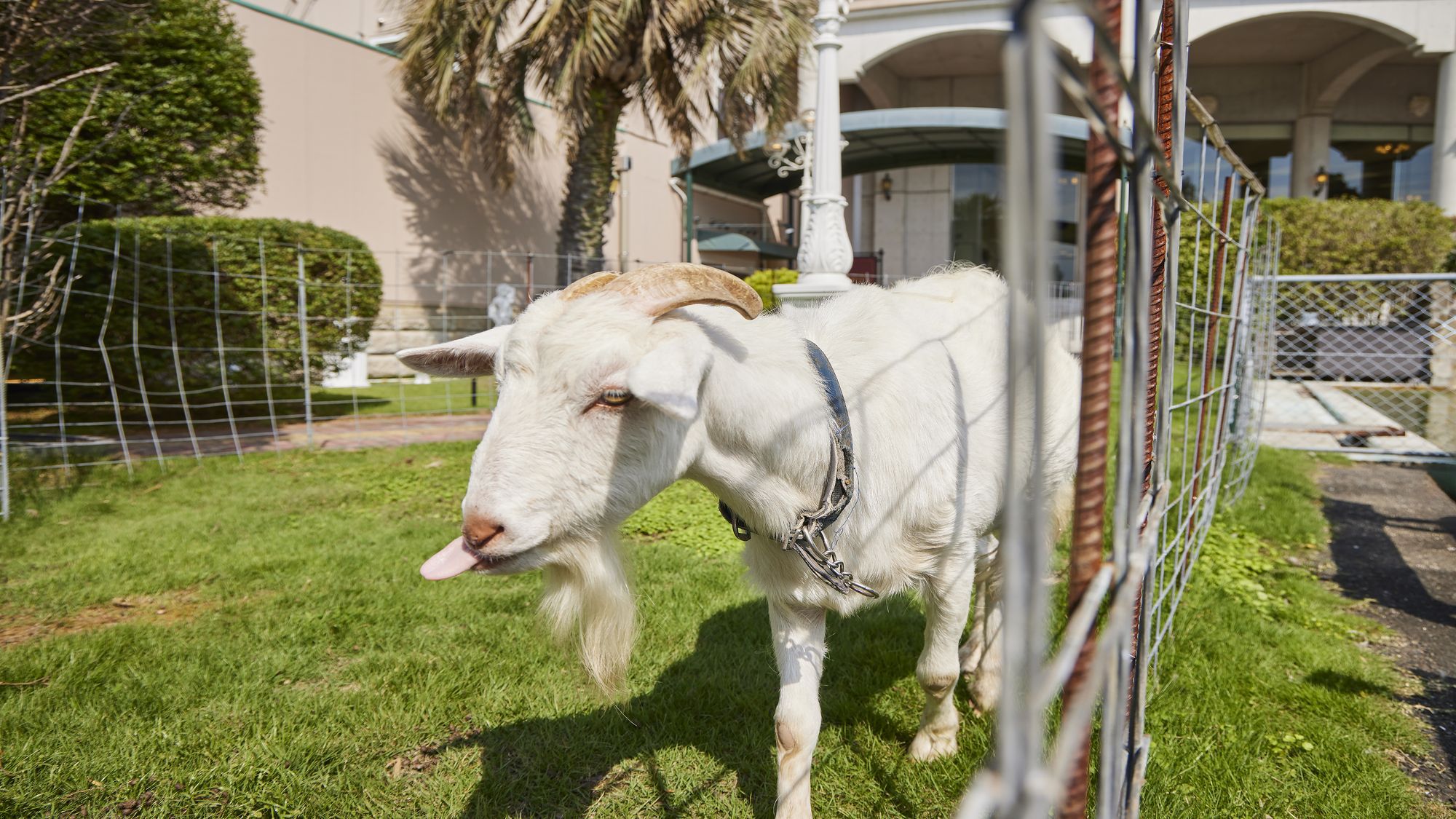 けんちゃんに餌やり体験もできます♪