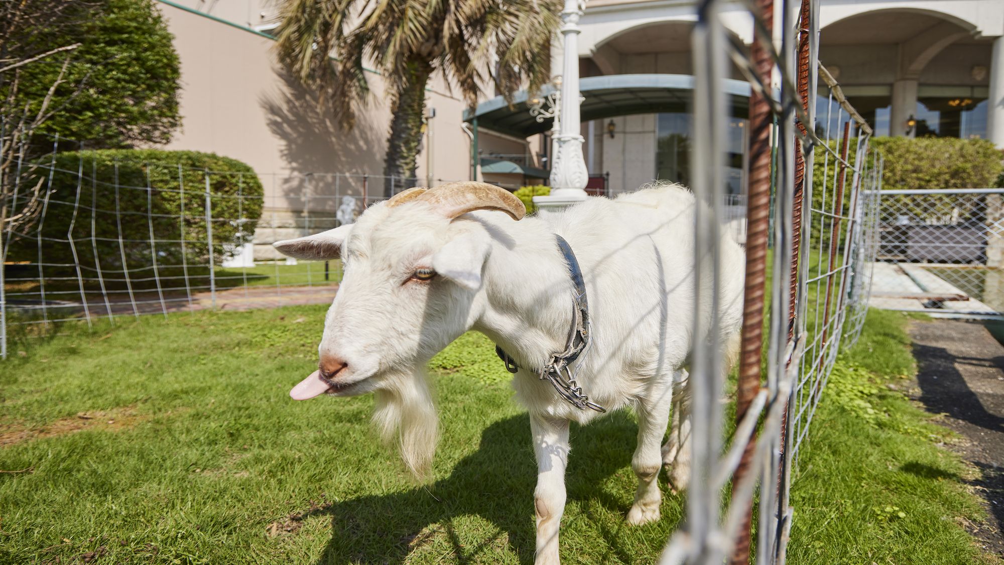 けんちゃんに餌やり体験もできます♪