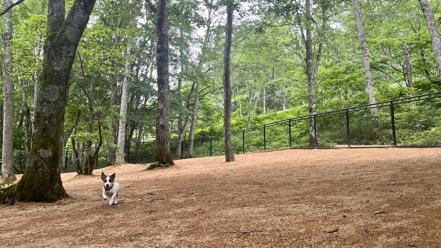 dog parkの遊びシーン