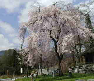 枝垂れ桜徹撚春