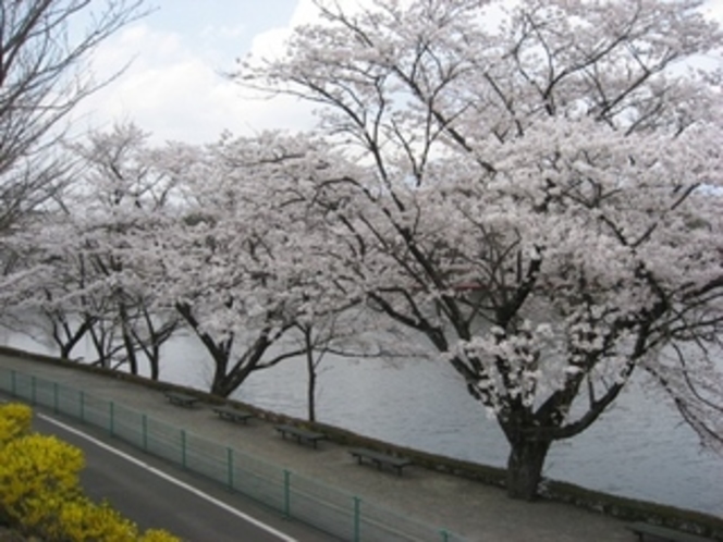 りんどう湖の桜