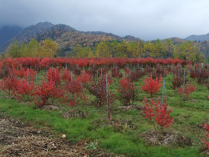 ブルーベリーの木の紅葉