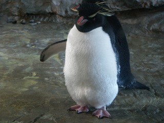 イワトビペンギン