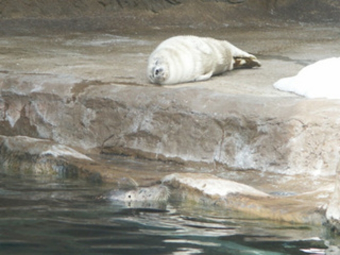 旭山動物園のそらと成獣2005年