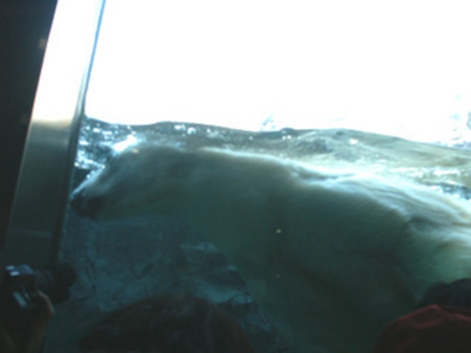 水中のホッキョクグマ