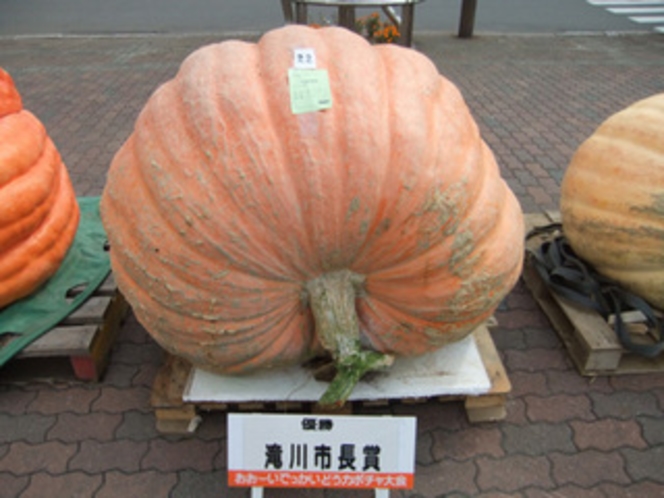 優勝者のカボチャ　462kg