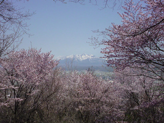 朝日ヶ丘公園の桜