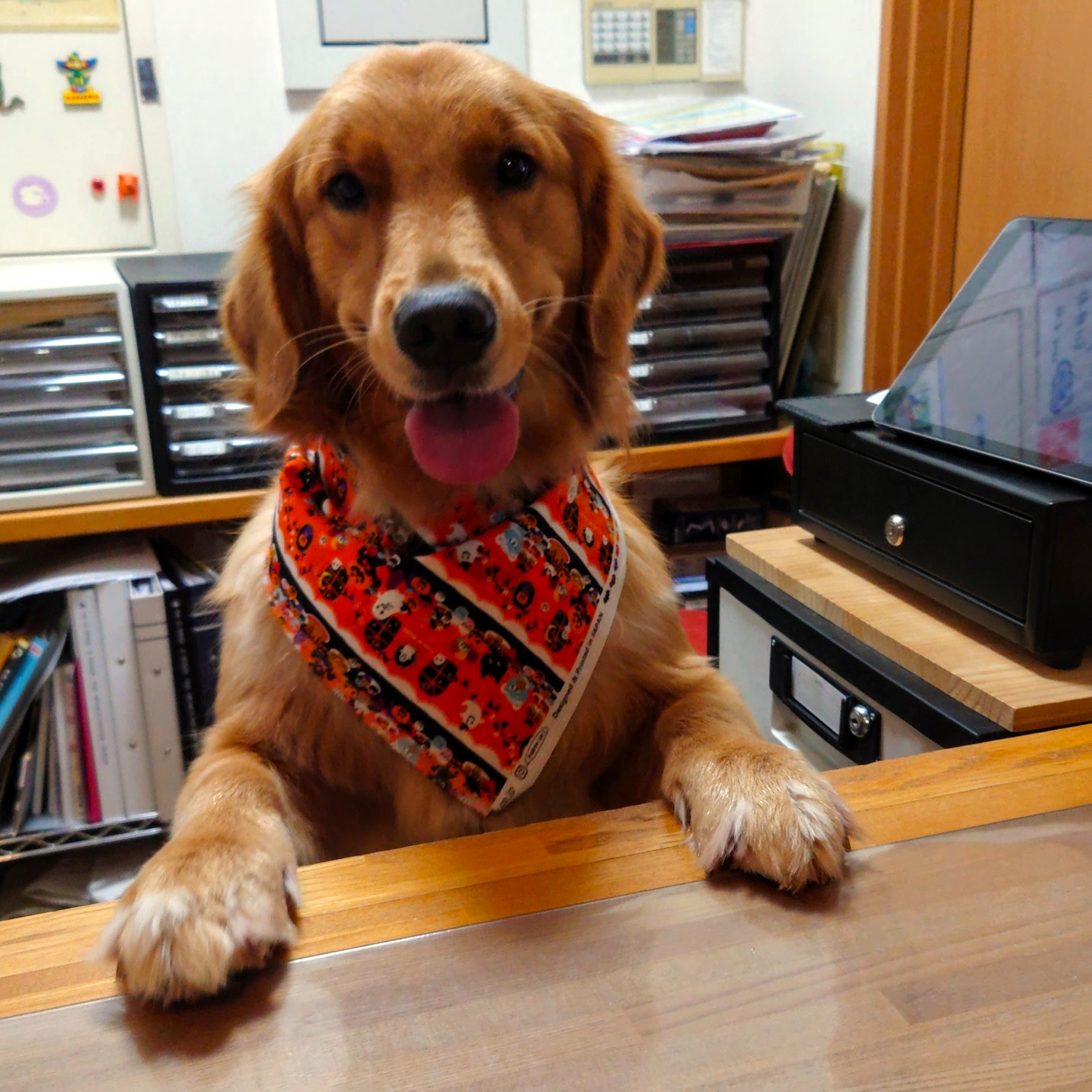 人も犬も大好き！な看板犬、杏樹（あんじゅ）