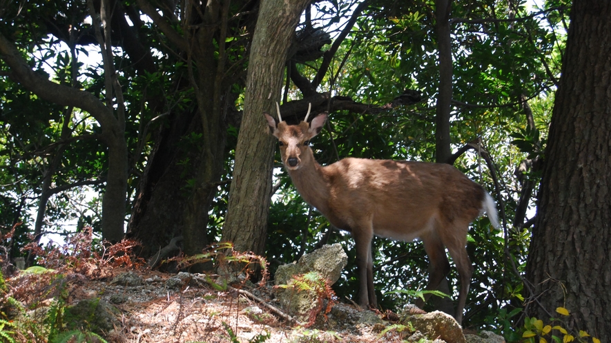 *【西部林道】車で51分の世界自然遺産エリア。ヤクシカや猿など沢山の生き物が生活しています。