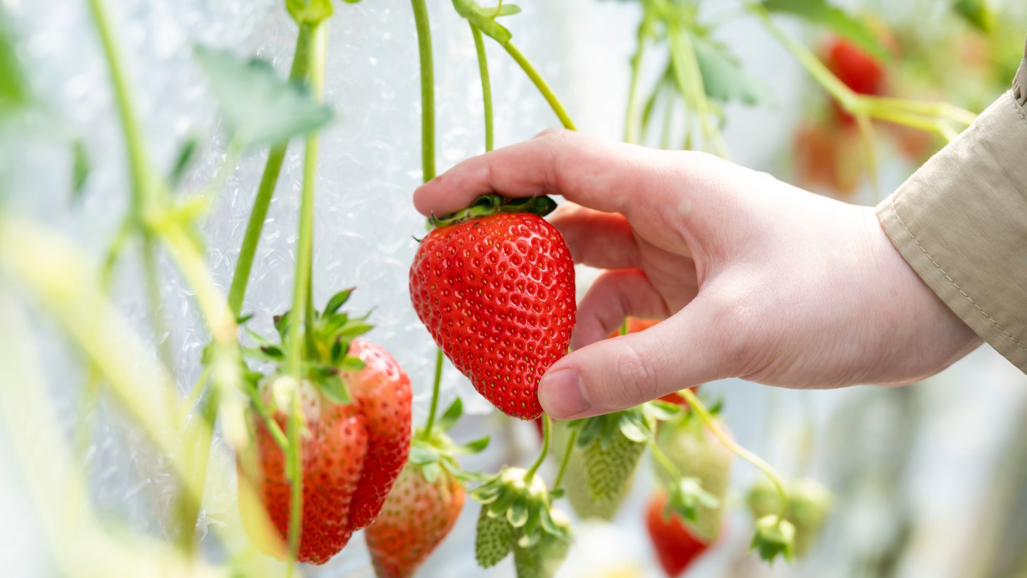 【40分いちご狩り体験付】摘みたて苺が食べ放題「strawberry lab」で旬を満喫＜2食付＞