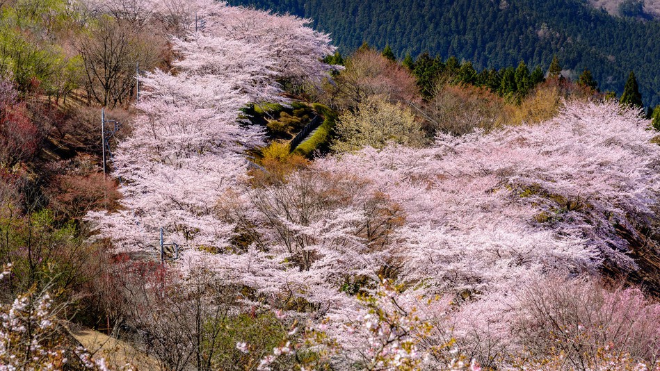 【春香る福一味覚会席】梅から桜まで花盛りの伊香保旅〜福一特製牛すきうどん柳川風〇さき楽14