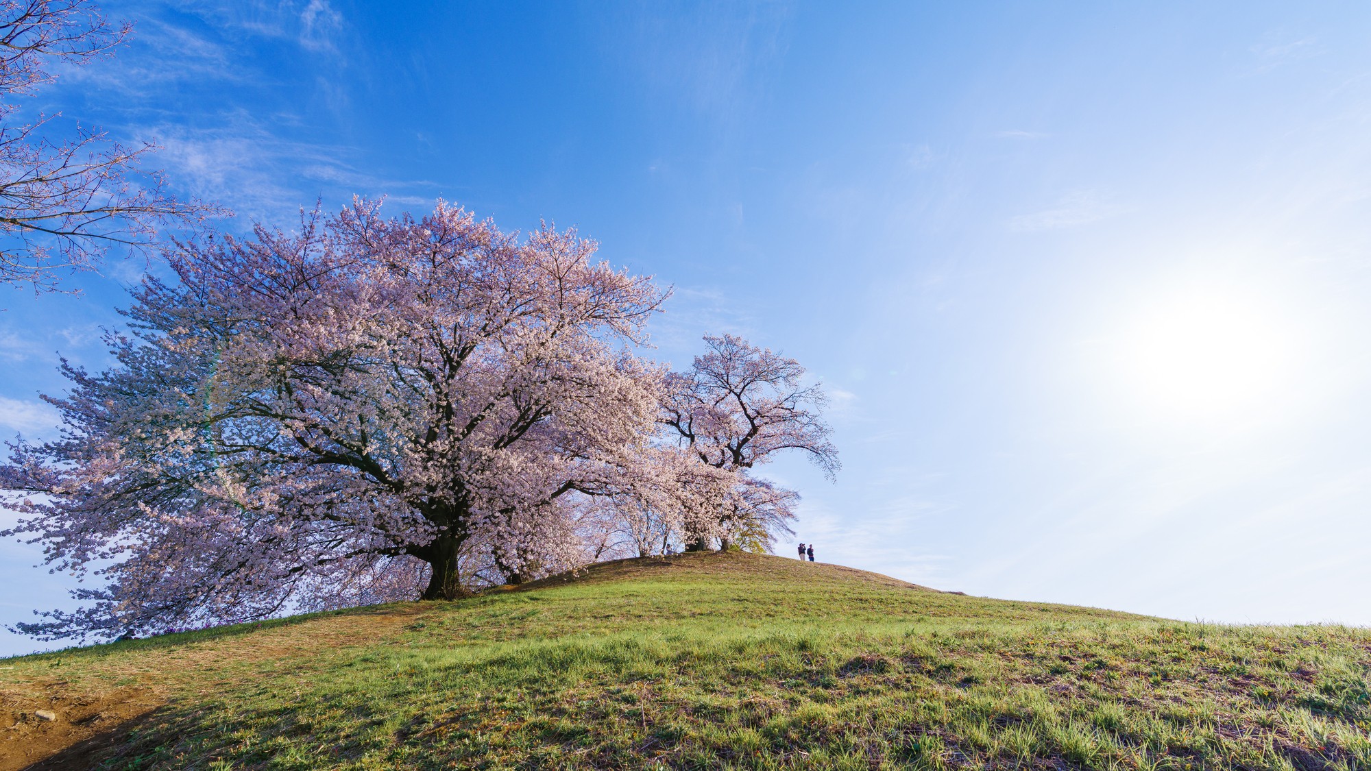 「白石稲荷山古墳」の桜。春には桜が堂々と咲き、美しい景色が撮影できフォトスポットとしても人気！