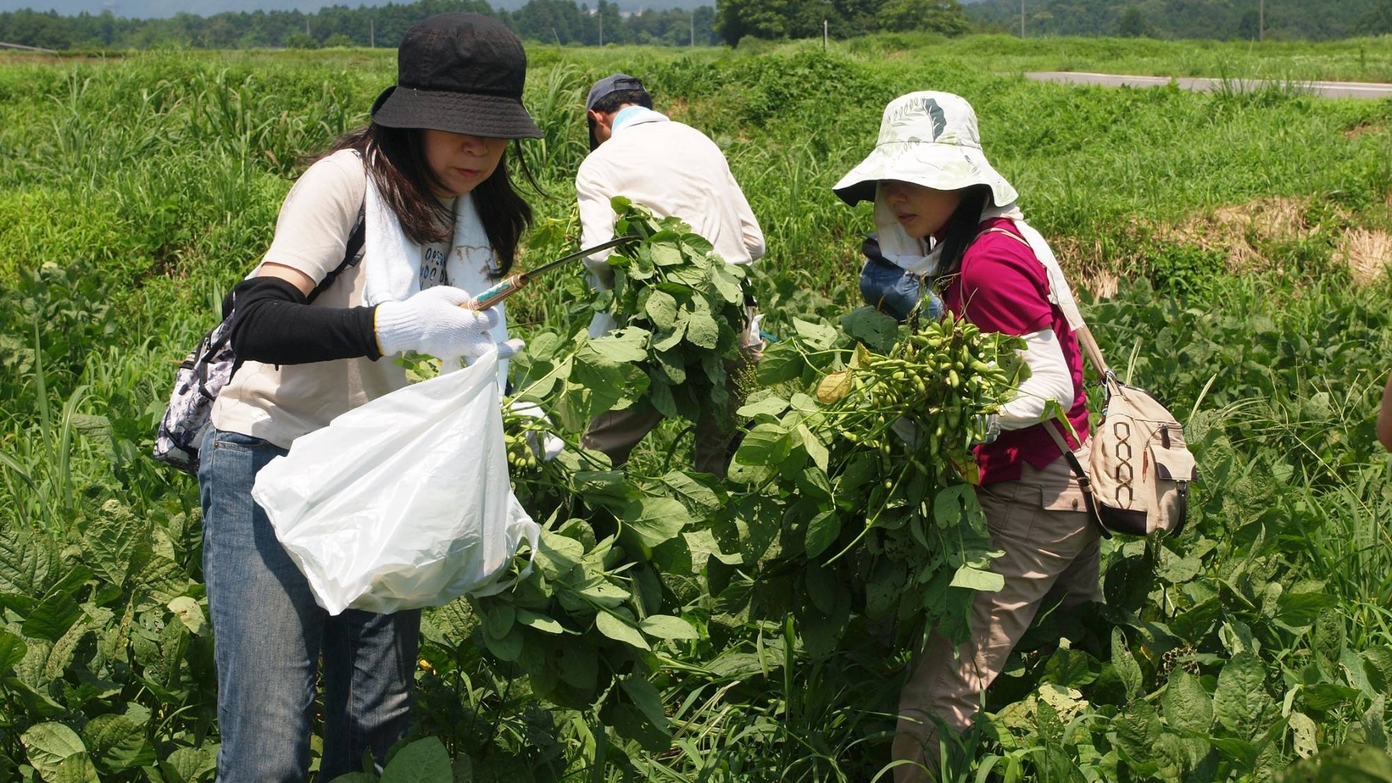 粕川町室沢棚田の里では枝豆収穫体験ができます。