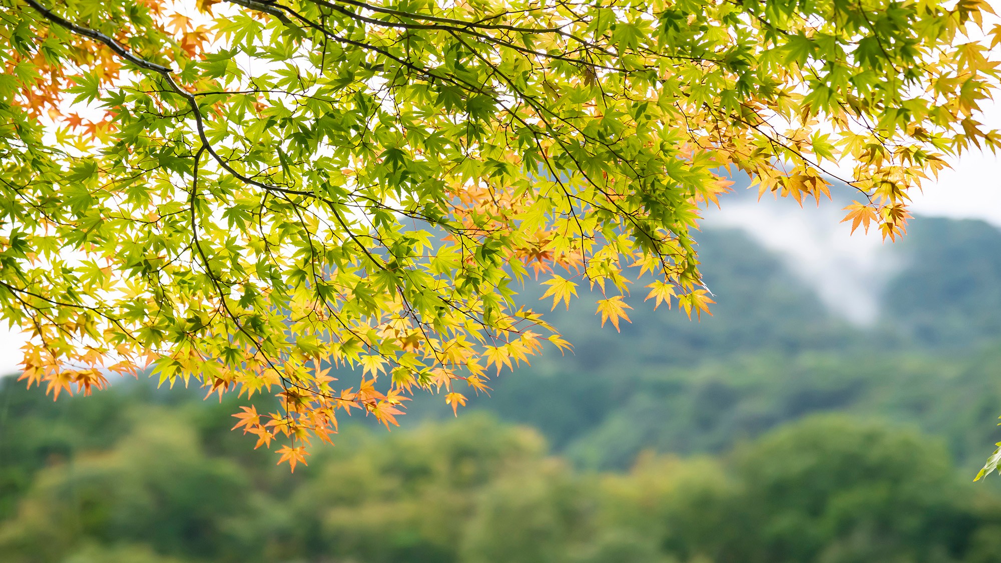 榛名山から心地よい秋風が吹く、伊香保で静かな秋のひとときを。