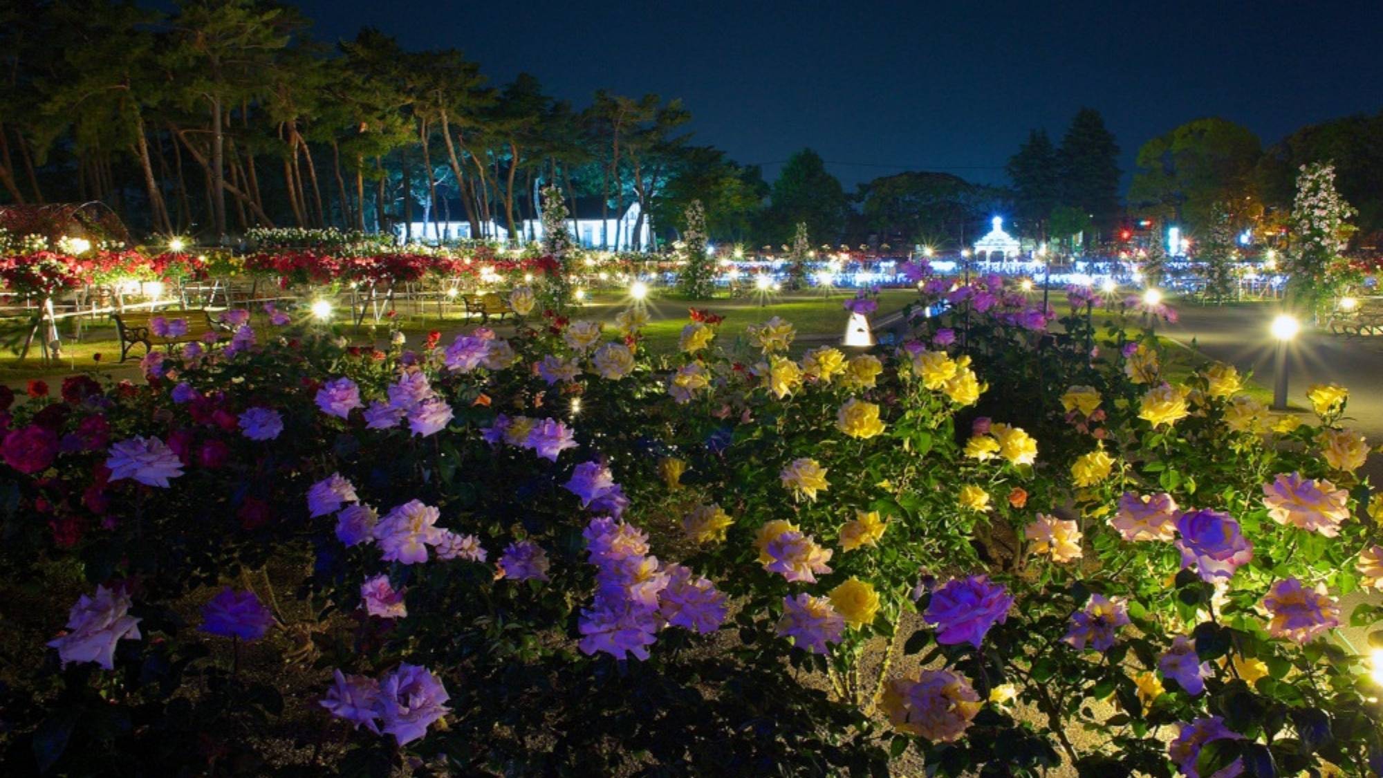 敷島公園　バラ園。夜のバラ園もきれいです。