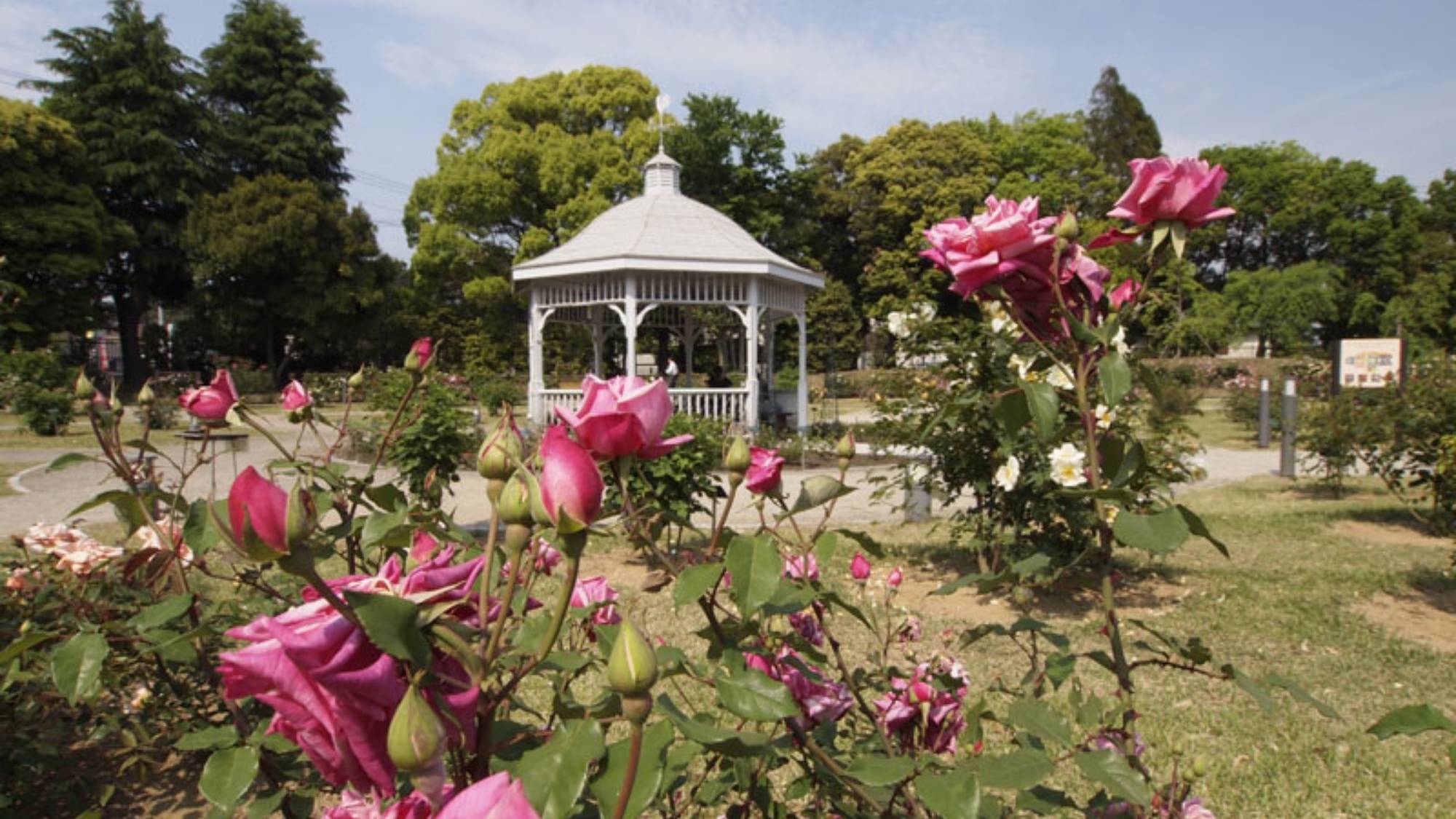 敷島公園　バラ園。バラ園まつりが6月5日まで開催されています。