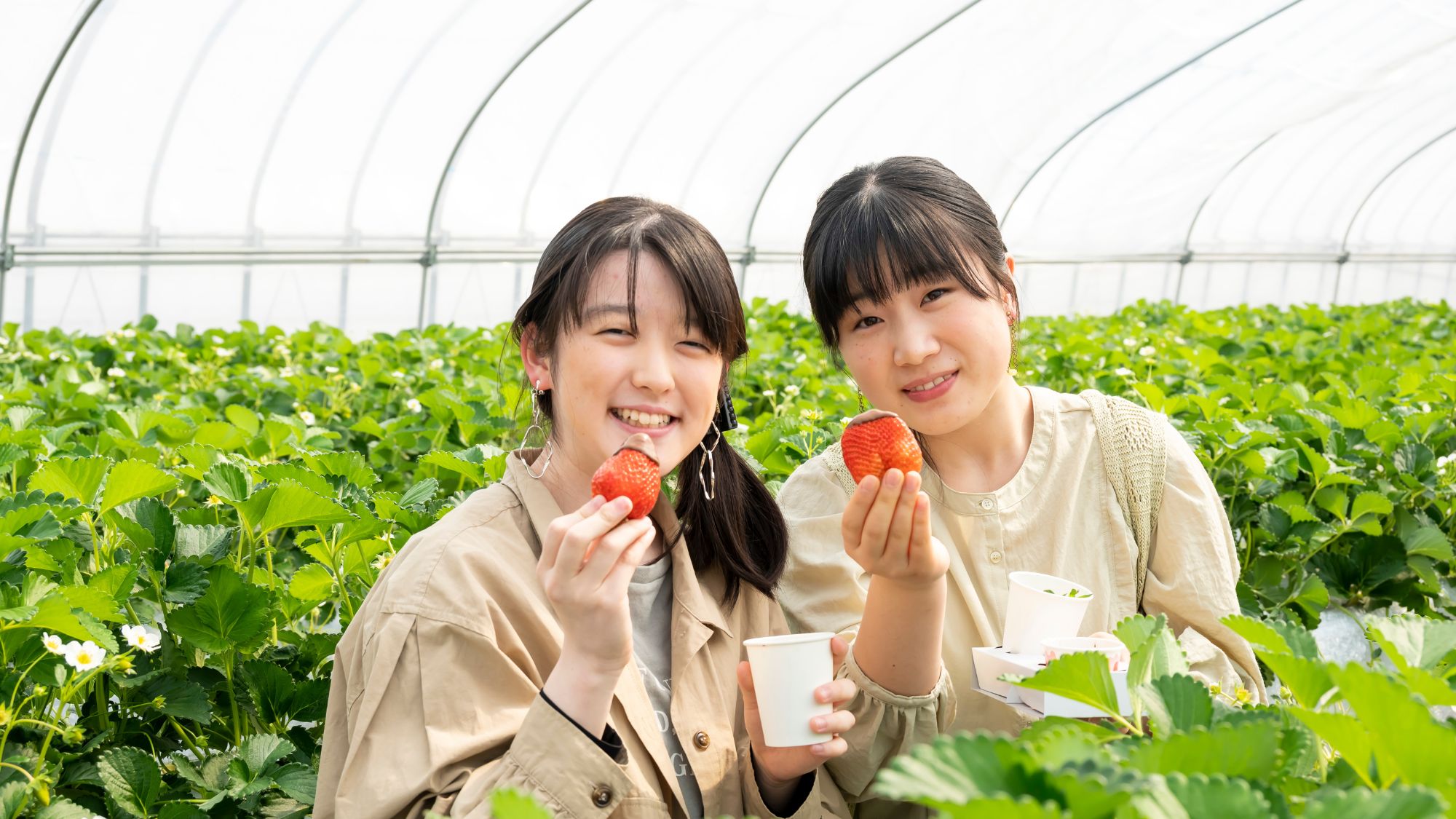 おいしい旬のいちごが30分食べ放題！「吉岡農場」さんでのいちご狩り体験