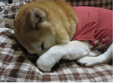 写真7