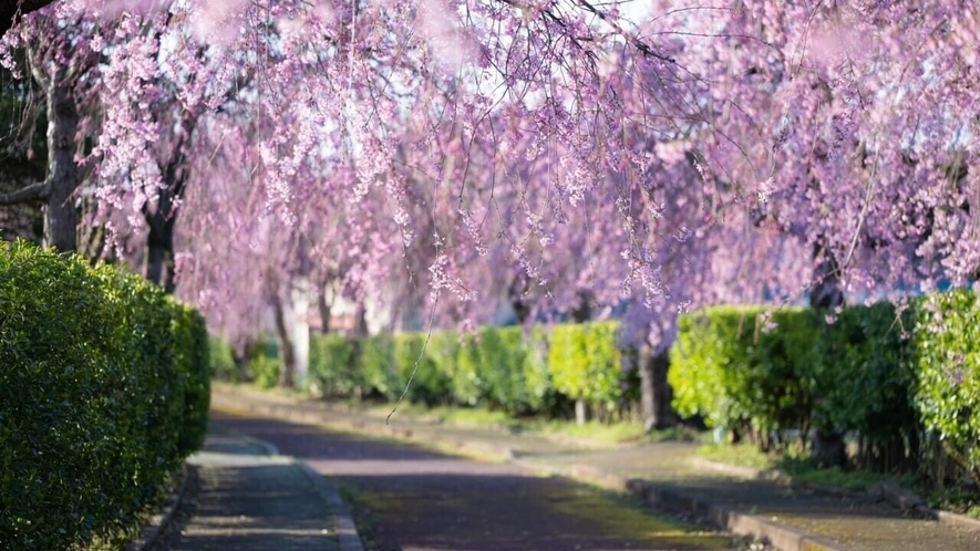 日中線しだれ桜