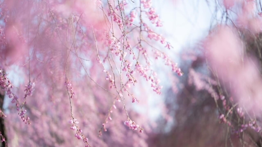 日中線しだれ桜