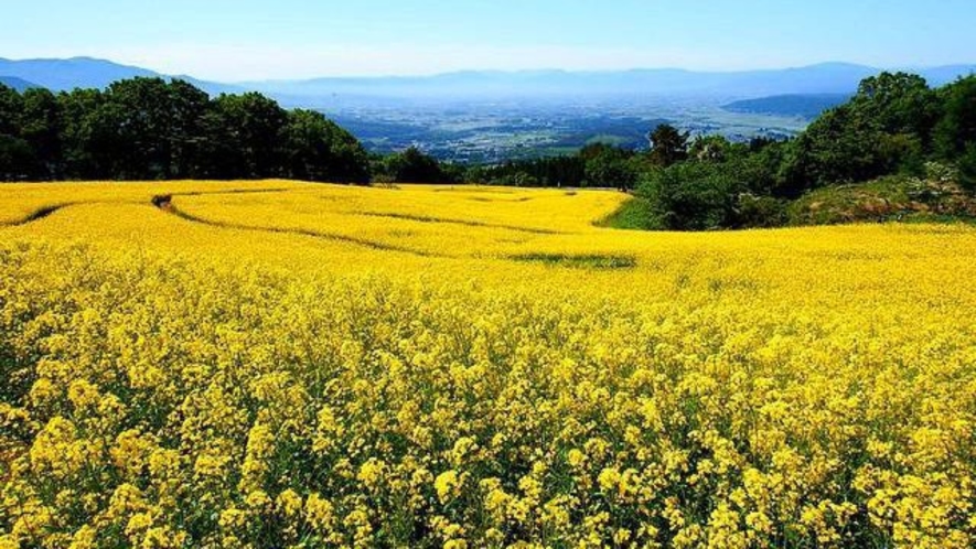 三ノ倉高原の菜の花畑