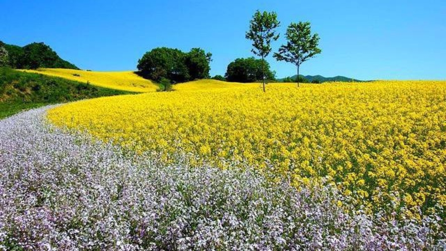 三ノ倉高原の菜の花畑