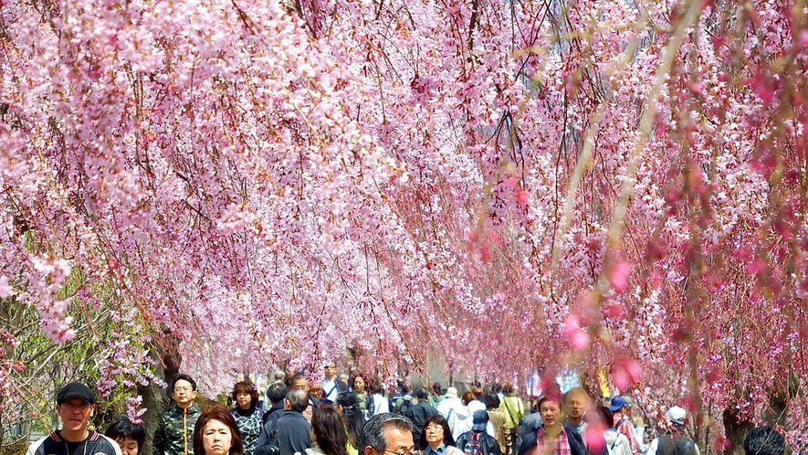 日中線しだれ桜並木